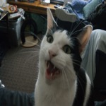 Mister Meeee